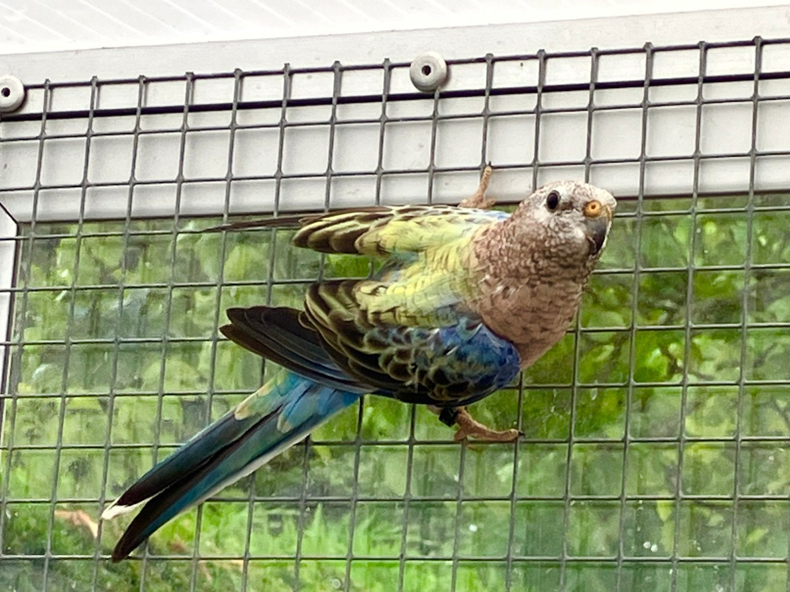 Bourke pop , agua/ blauw , aug ‘25, Dieren en Toebehoren, Vogels | Parkieten en Papegaaien, Vrouwelijk, Parkiet, Geringd