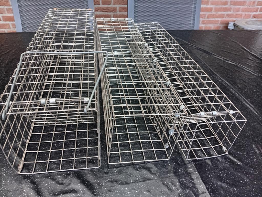 Vangkooien voor konijnen of ratten voor fretteeren, Februari, Meerdere dieren, Rat