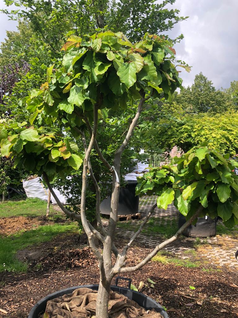 Tuinbonsai van Parrotia persica , bonsai , vormboom, Tuin en Terras, Ophalen of Verzenden, Volle zon, Overige soorten