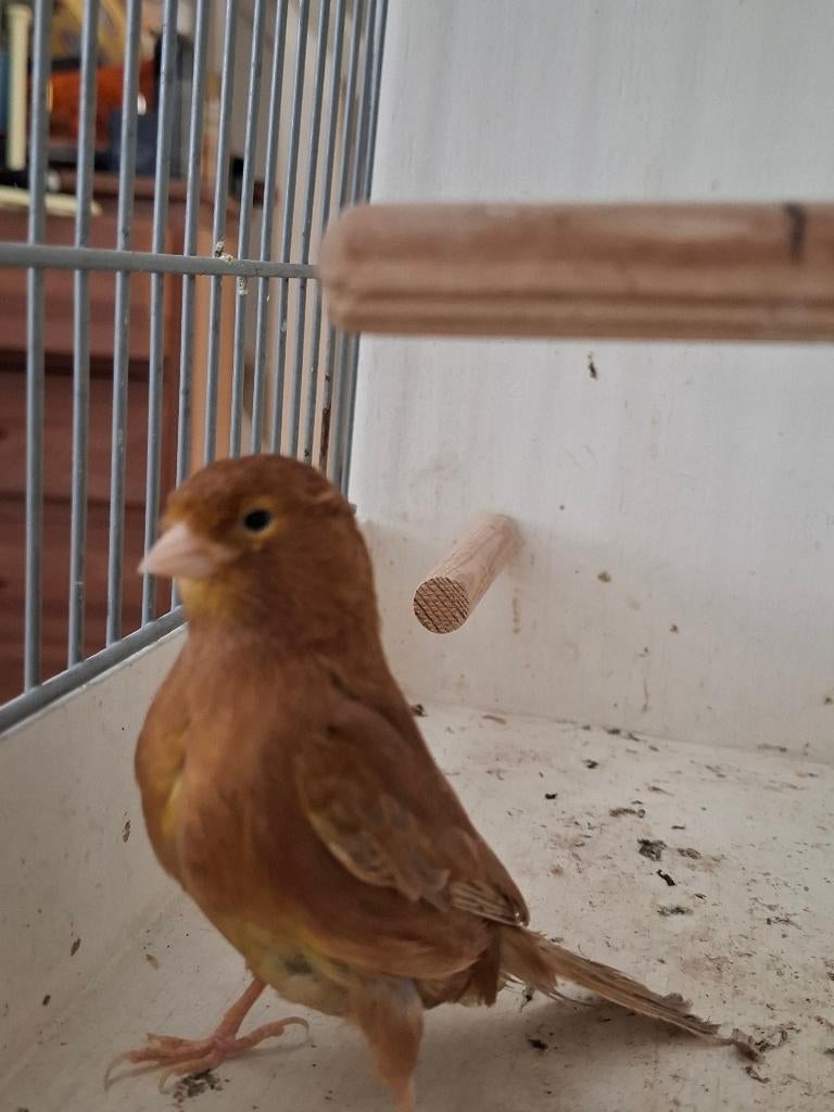 Te koop Kanarie donker Bruin 2025 een Koppel, Dieren en Toebehoren, Vogels | Kanaries, Meerdere dieren, Kleurkanarie
