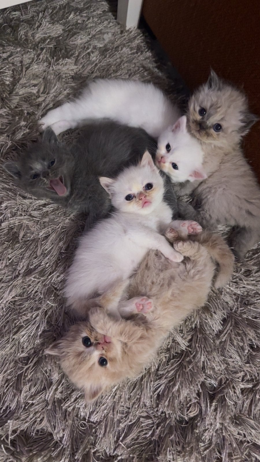 5 Britse Korthaar kittens, Meerdere dieren