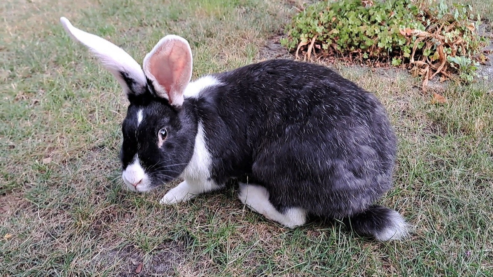 tamme, aanhankelijke zwarte witoor voedster van 18-10-2025, Dieren en Toebehoren, Vrouwelijk, Middelgroot, 0 tot 2 jaar
