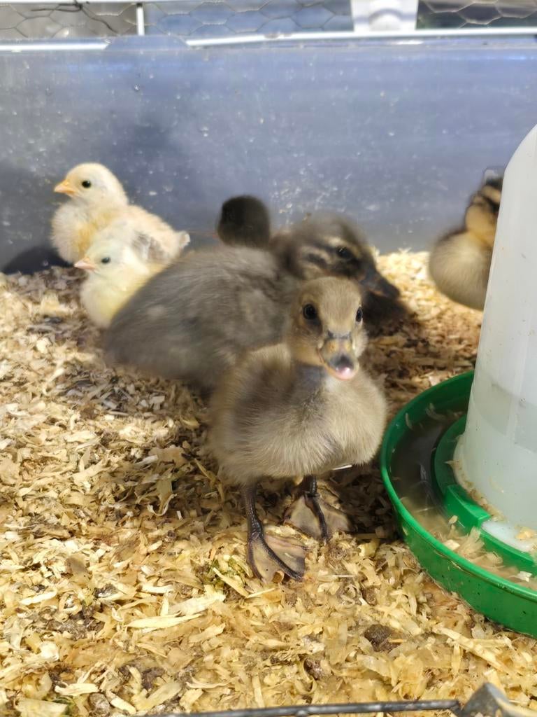 5 wilde eenden kuikens / pullen, Dieren en Toebehoren, Pluimvee, Meerdere dieren, Eend