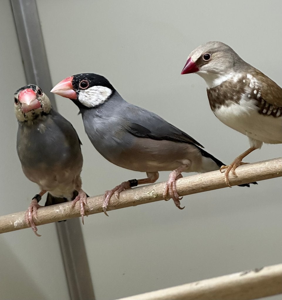 Rijstvogel man, Dieren en Toebehoren, Mannelijk