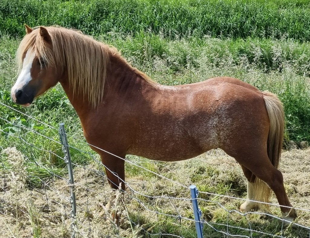 ** Schitterende en makke 6 jr Welsh A VOSSABINO (fok)hengst, Met stamboom, Dressuurpony, 3 tot 6 jaar, B pony (1.17m tot 1.27m)