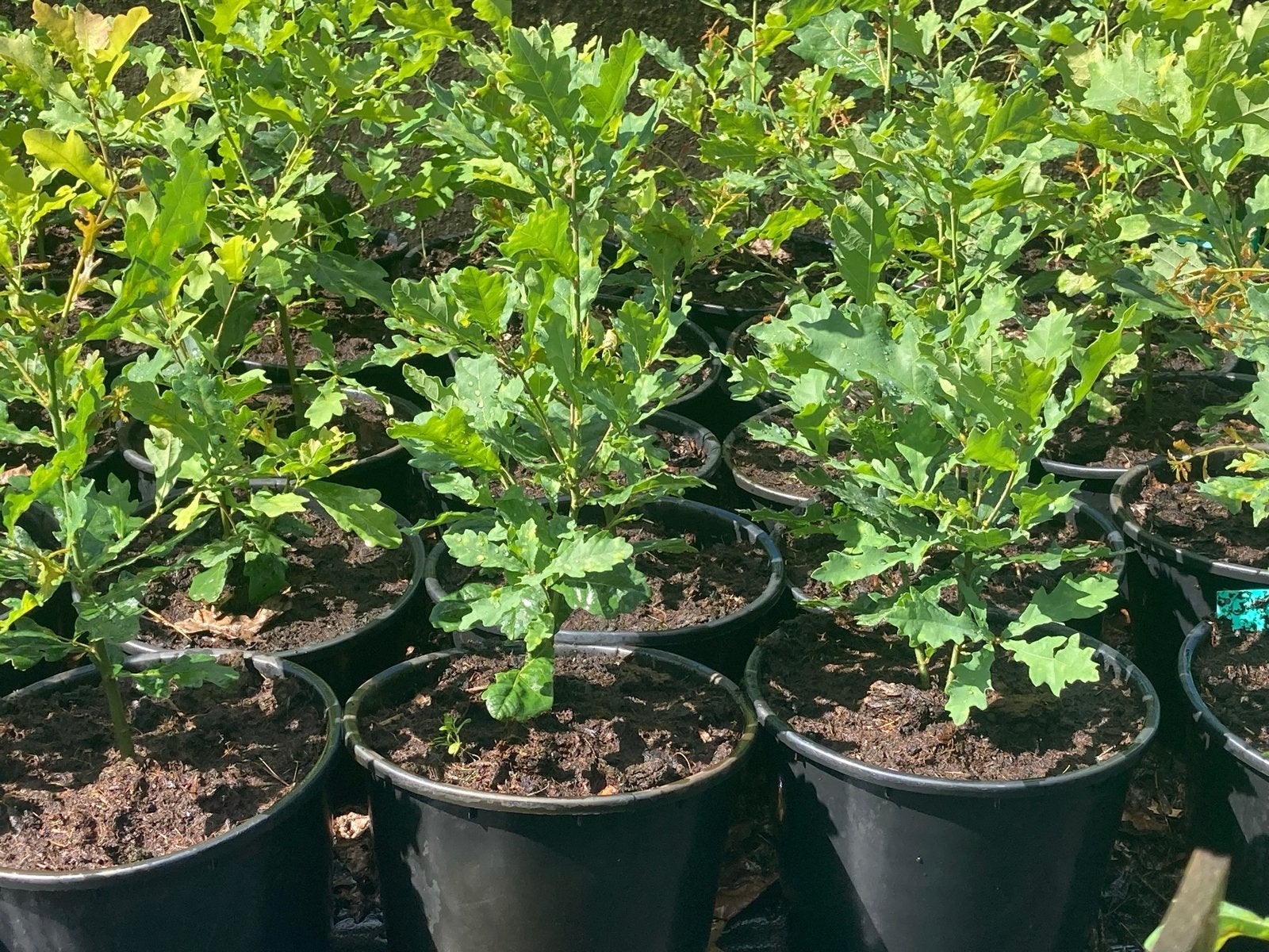 Jonge Eikenbomen in Pot - Quercus Robur, Tuin en Terras, Volle zon, Vaste plant, Bloeit niet, Ophalen