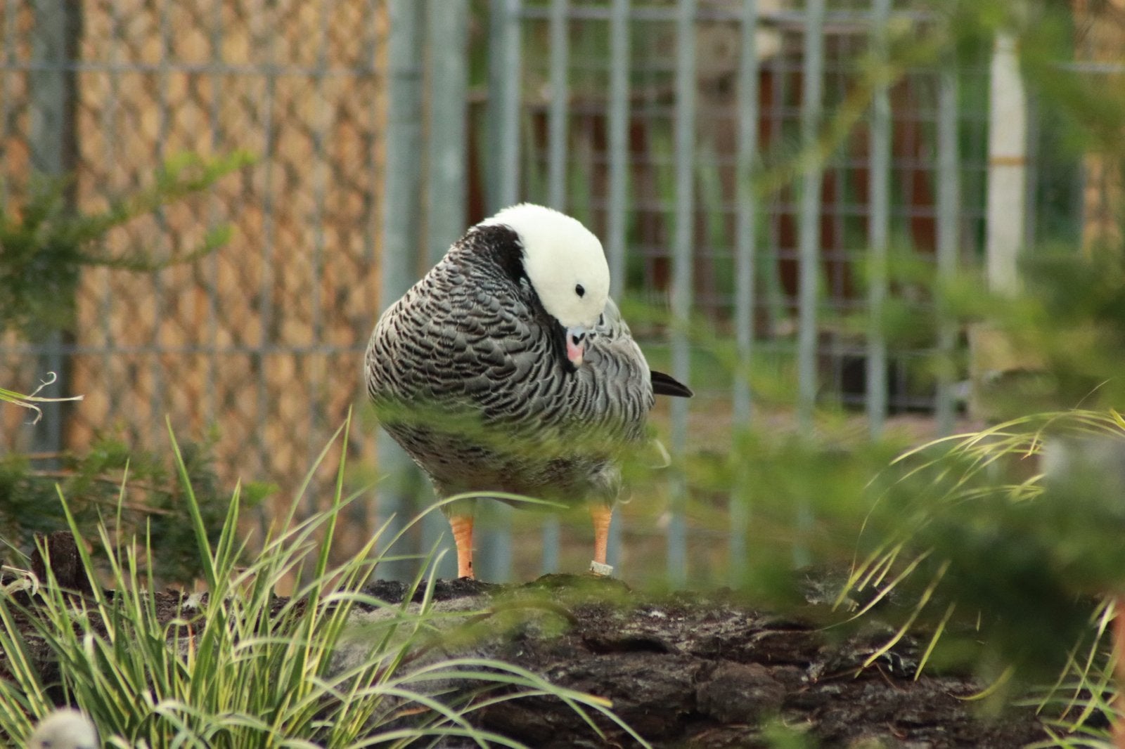 Koppel keizerganzen, Meerdere dieren, Gans of Zwaan