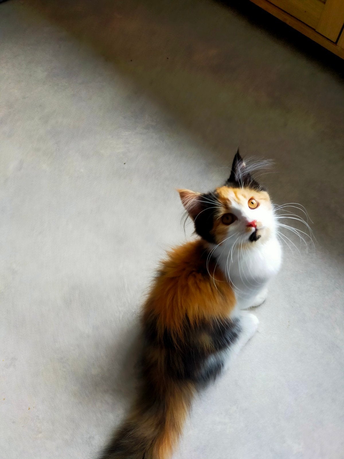 Een syberische kitten (raszuiver), Gechipt