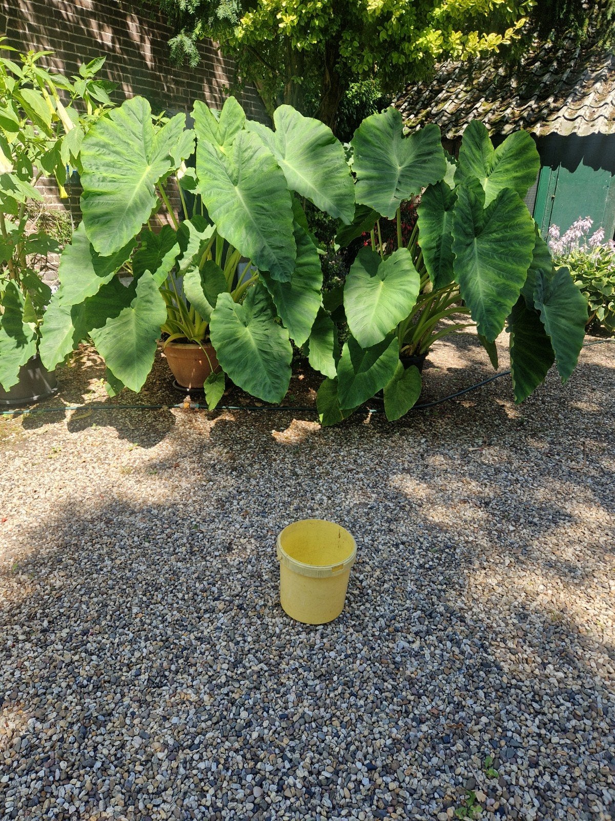 olifant oor alocasia, Ophalen, Eenjarig, Overige soorten, Volle zon