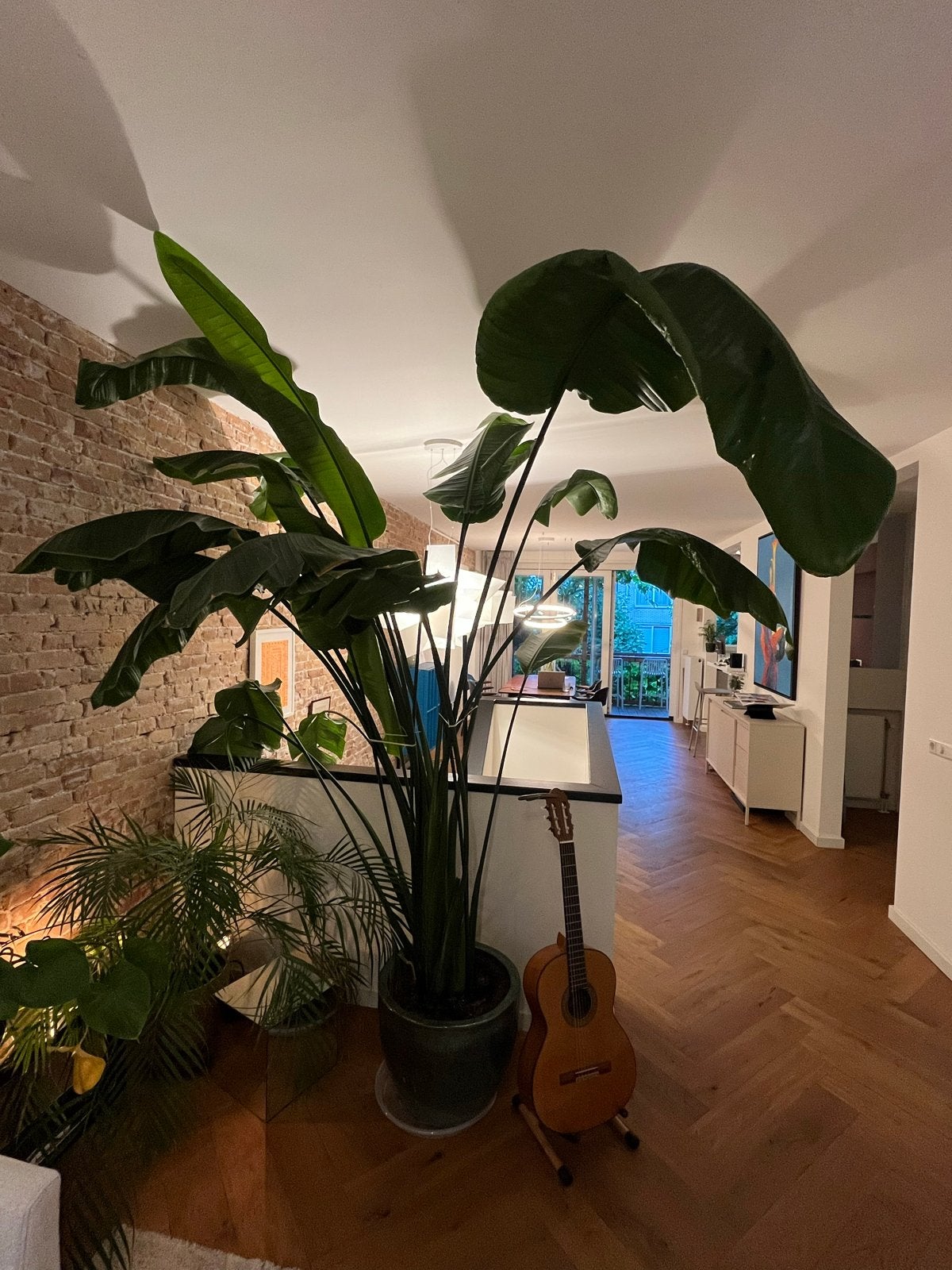 Grote Strelitzia plant van 2.60 meter in groene pot, Ophalen