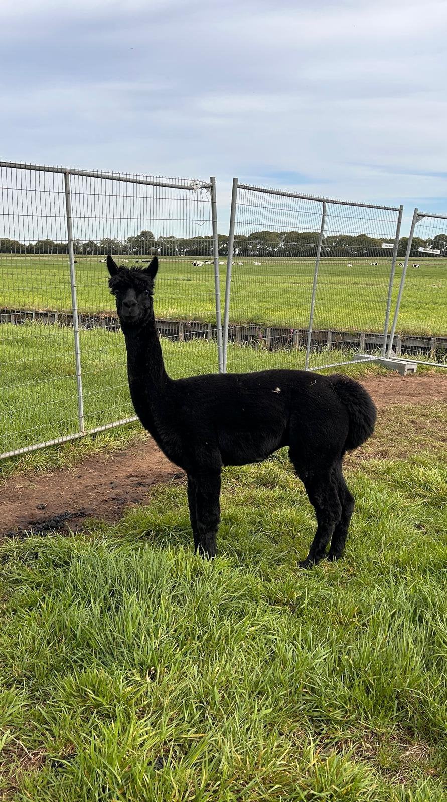 Foto 6 van Mooie zwarte alpaca hengst