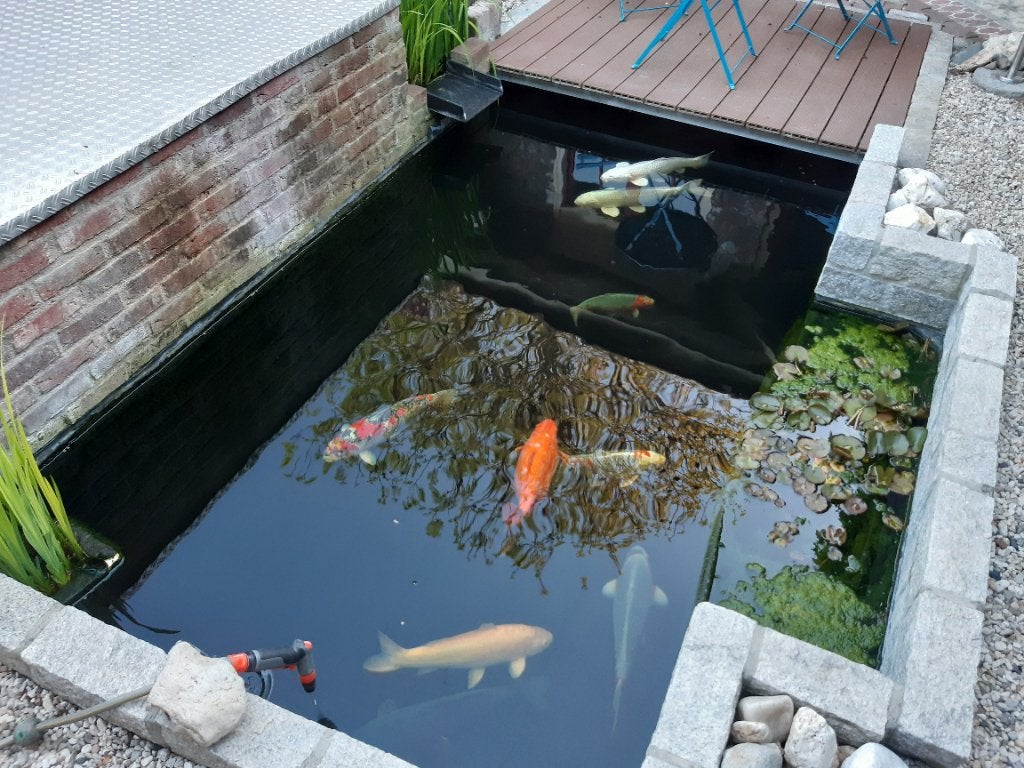 Koi's, Karper of Koi