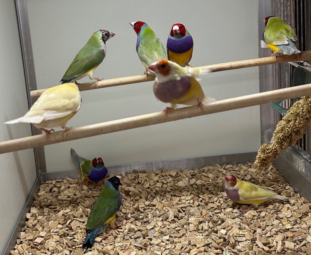 Gouldamadines, Dieren en Toebehoren, Meerdere dieren, Tropenvogel