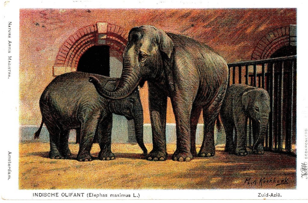 Amsterdam Artis, Indische olifant, ongelopen, eigen uitgave, Verzenden, Vogel