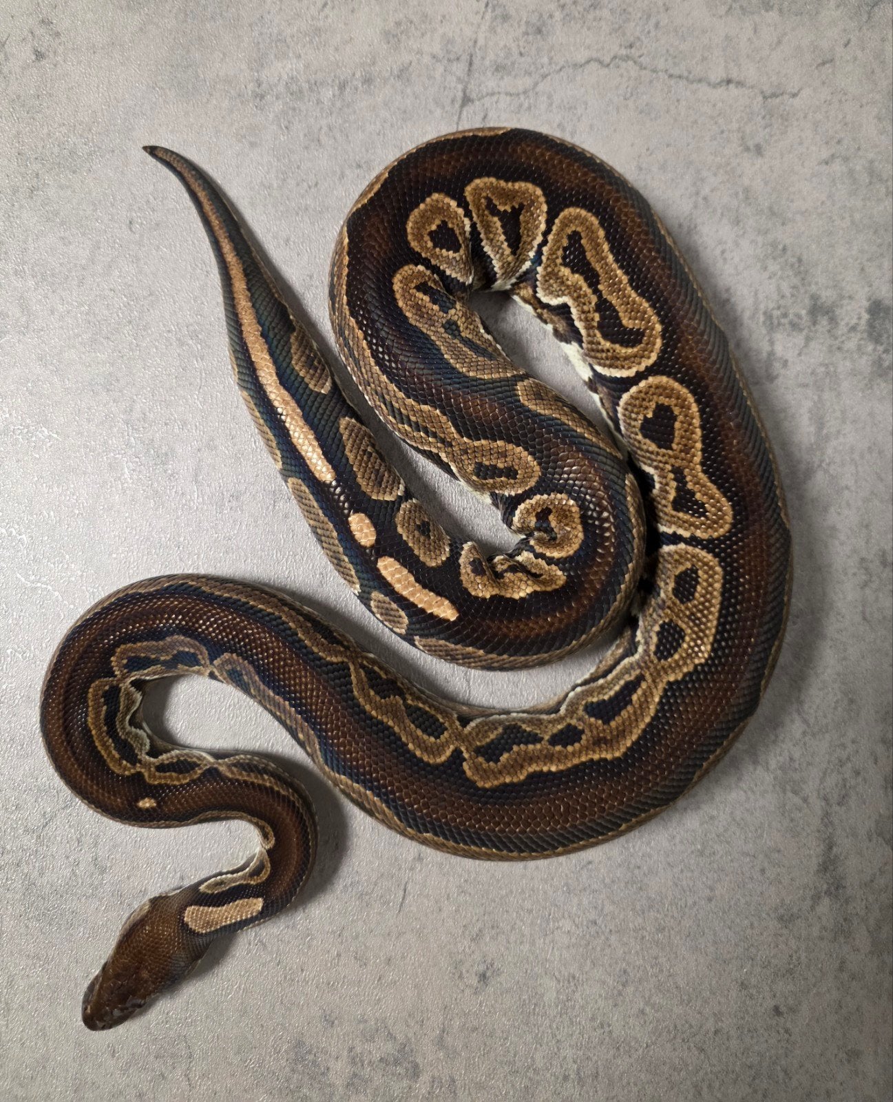 Kweekdames Python Regius Ball Python photo 3