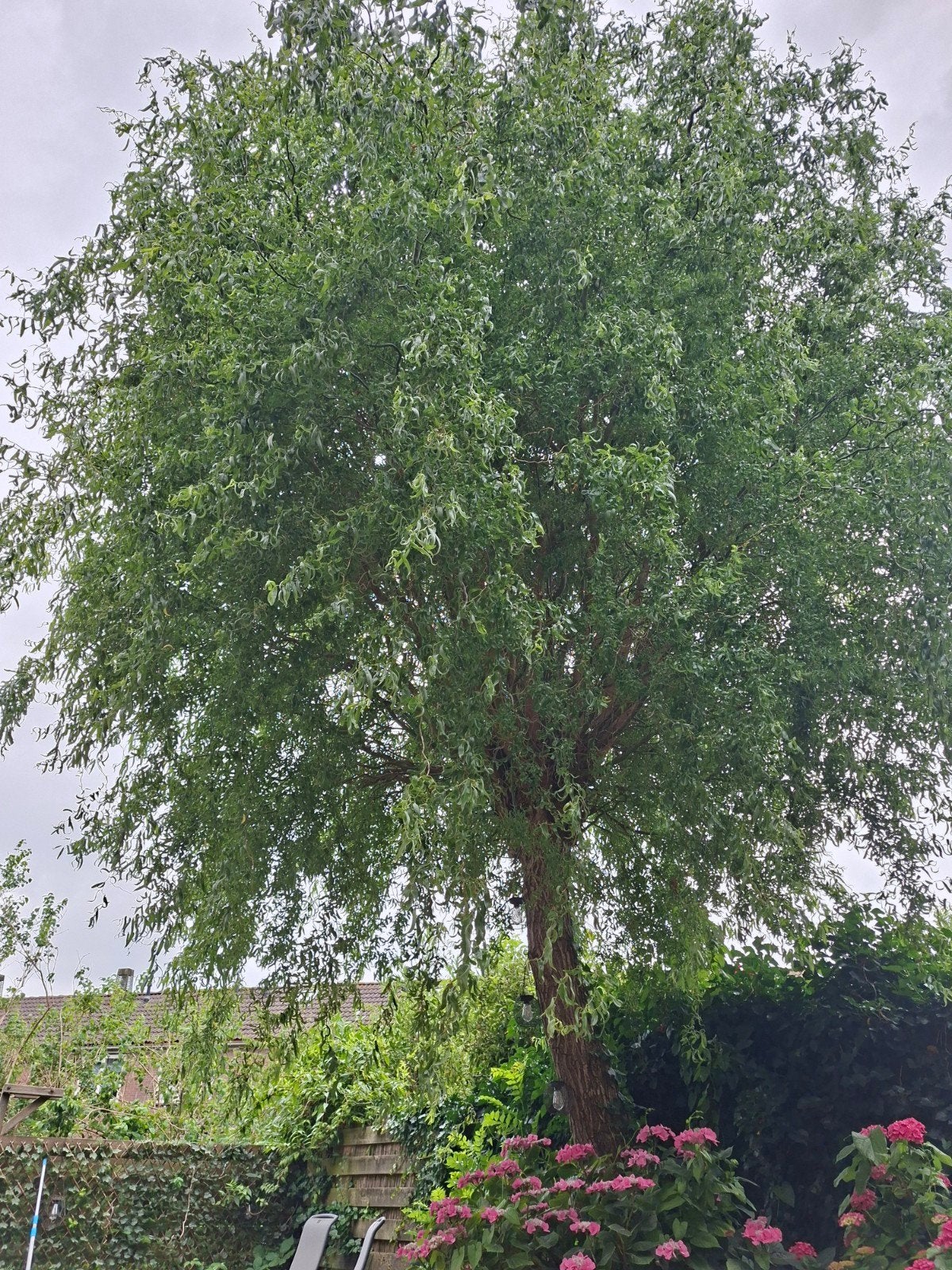 Krulwilg, Tuin en Terras, Planten | Bomen, Ophalen, Volle zon, Overige soorten, Minder dan 100 cm