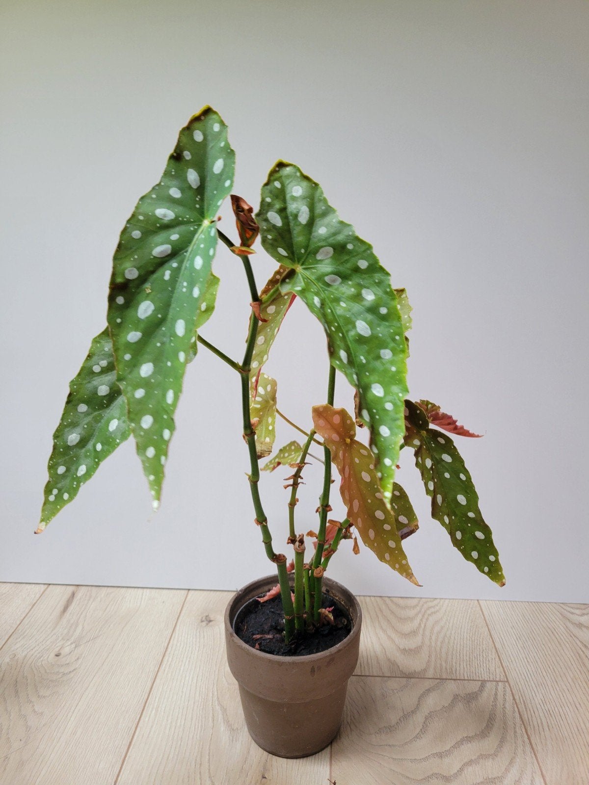 Begonia Maculata - Polkadot Begonia in pot, Ophalen