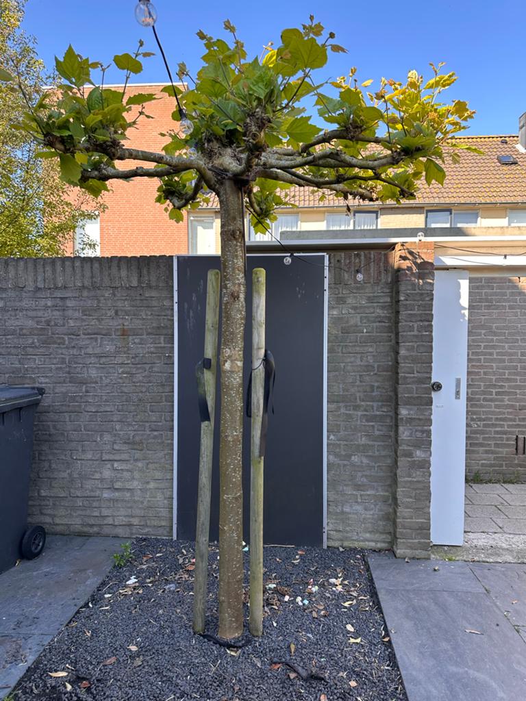 Dakplataan, Hoogte +/- 220 cm, Tuin en Terras, Volle zon, Vaste plant, Bloeit niet, Ophalen