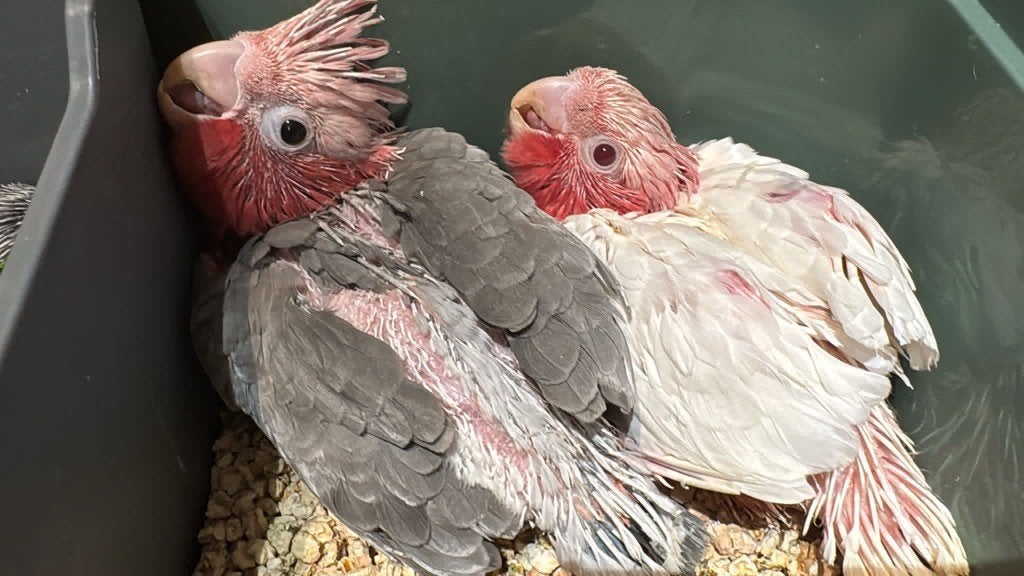 Te reserveren tamme lutino Kakatoe, Meerdere dieren, Parkiet, Pratend