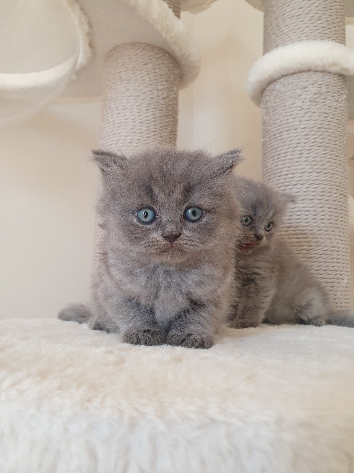 2 britse langhaar kittens 1 poes en 1 kater, Dieren en Toebehoren, Meerdere dieren, Ontwormd, 0 tot 2 jaar
