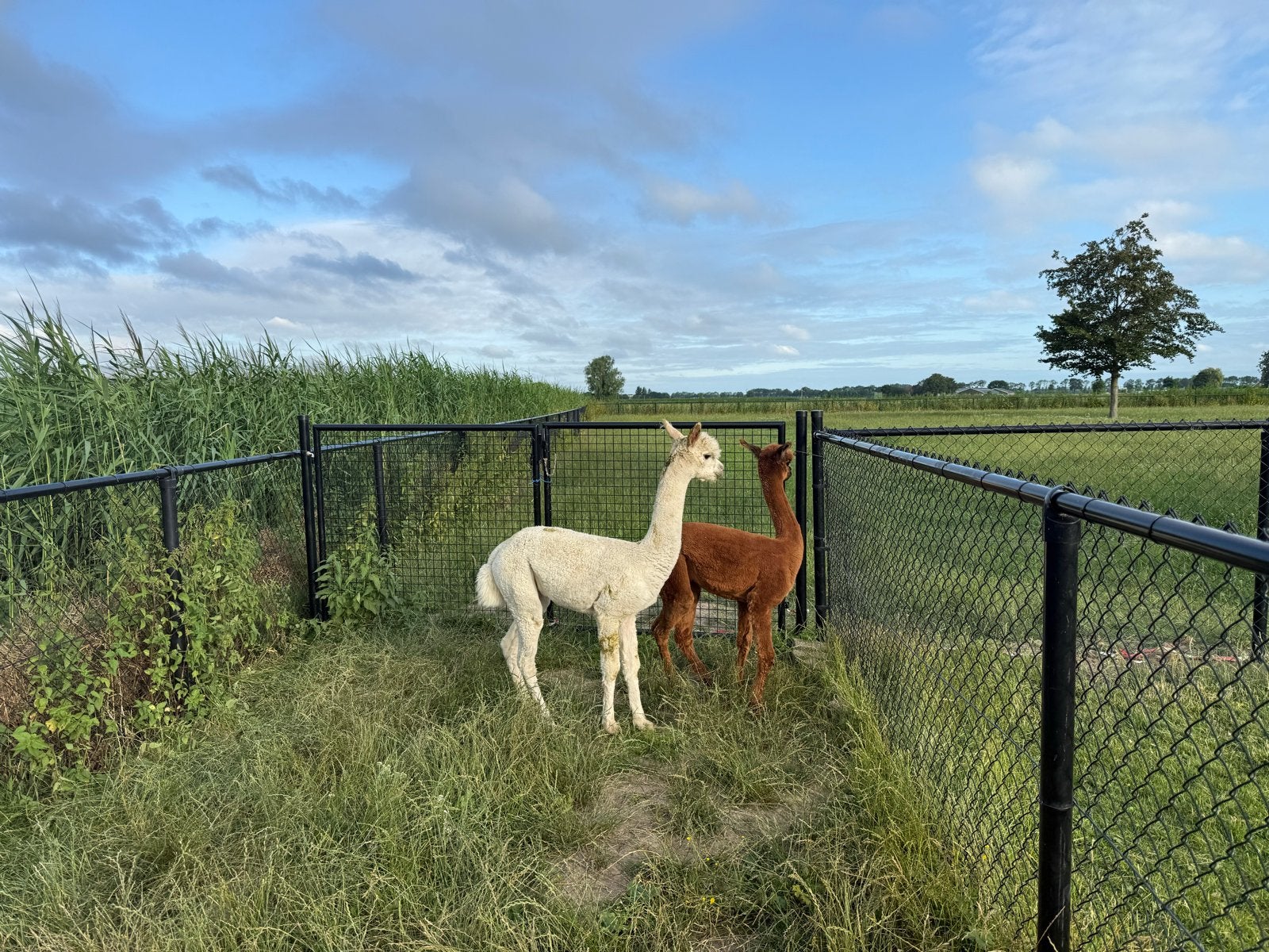 Alpaca hengst 4 stuks te koop, Dieren en Toebehoren, Overige Dieren, Juli, Mannelijk