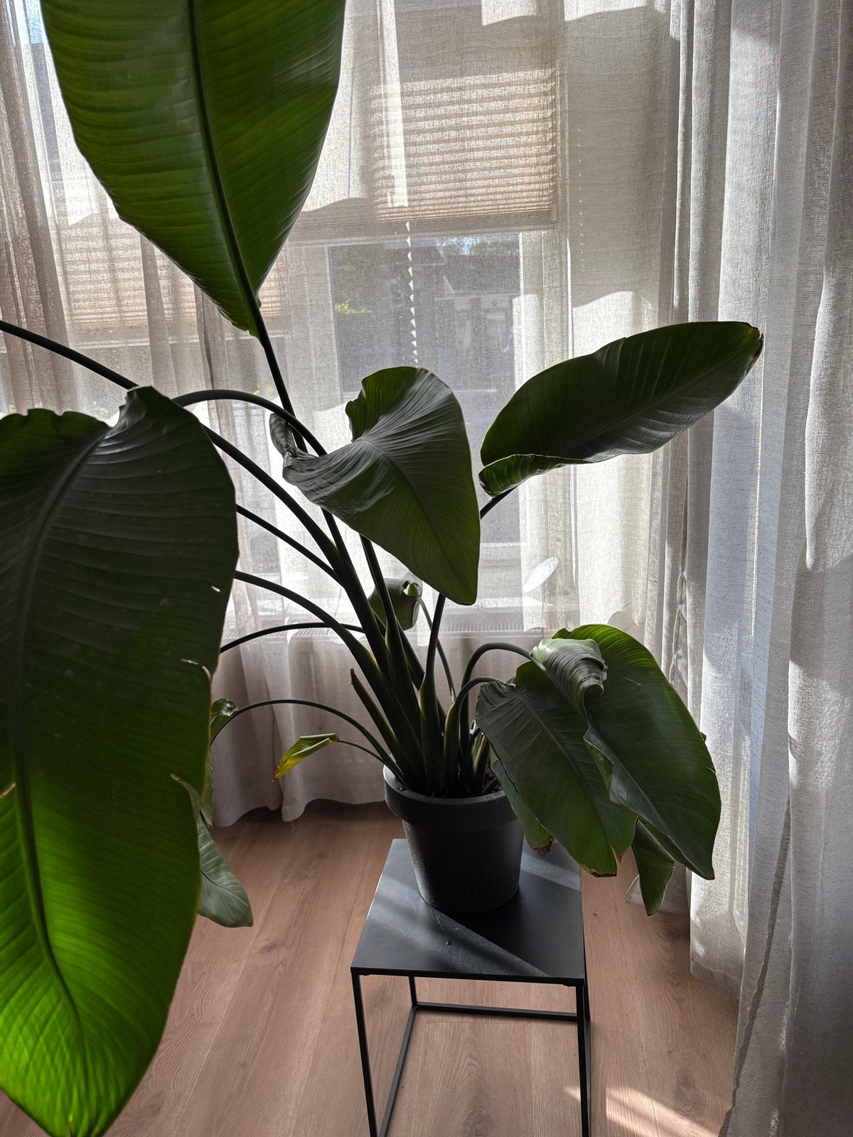 Grote Strelizia, Ophalen, Halfschaduw, Minder dan 100 cm