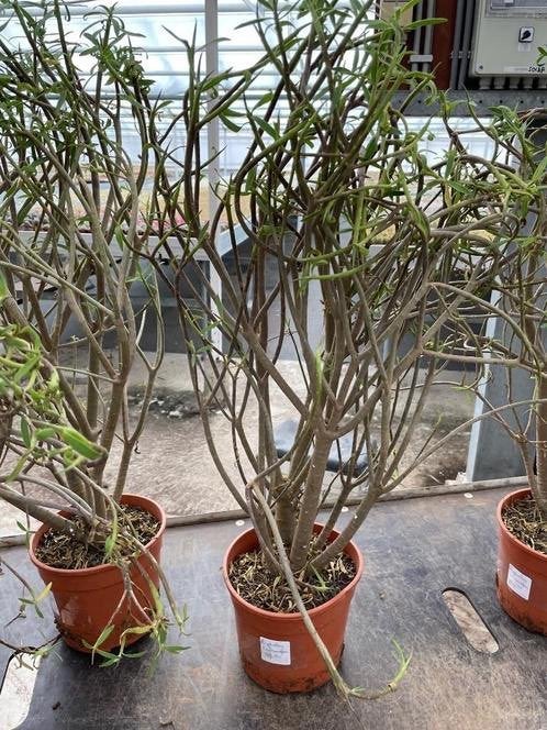Euphorbia Balsamifera tolale hoogte 70-80 cm potmaat 25 cm., Overige soorten, Ophalen of Verzenden, In pot, Minder dan 100 cm