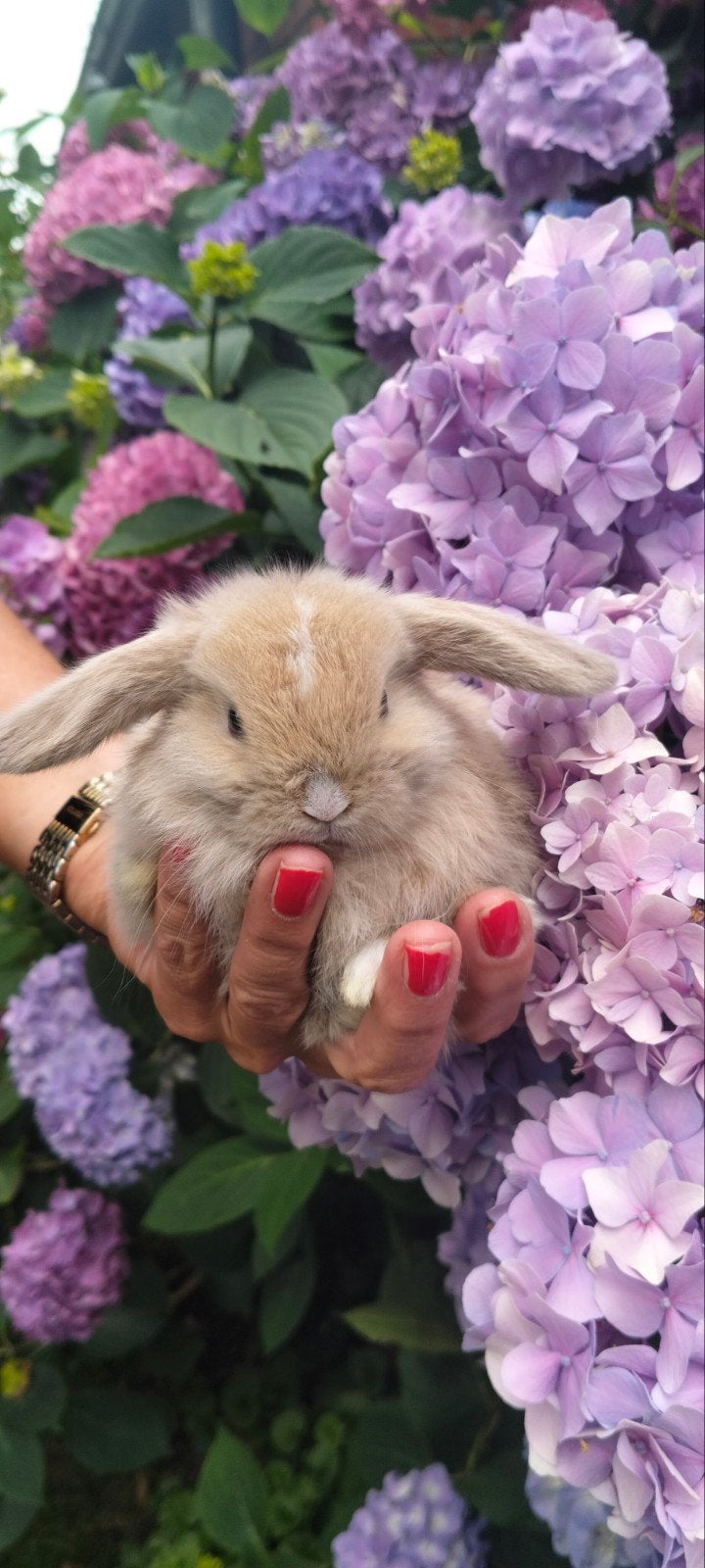 Minilob konijntjes 🐇, Dieren en Toebehoren, Konijnen, Dwerg, Meerdere dieren