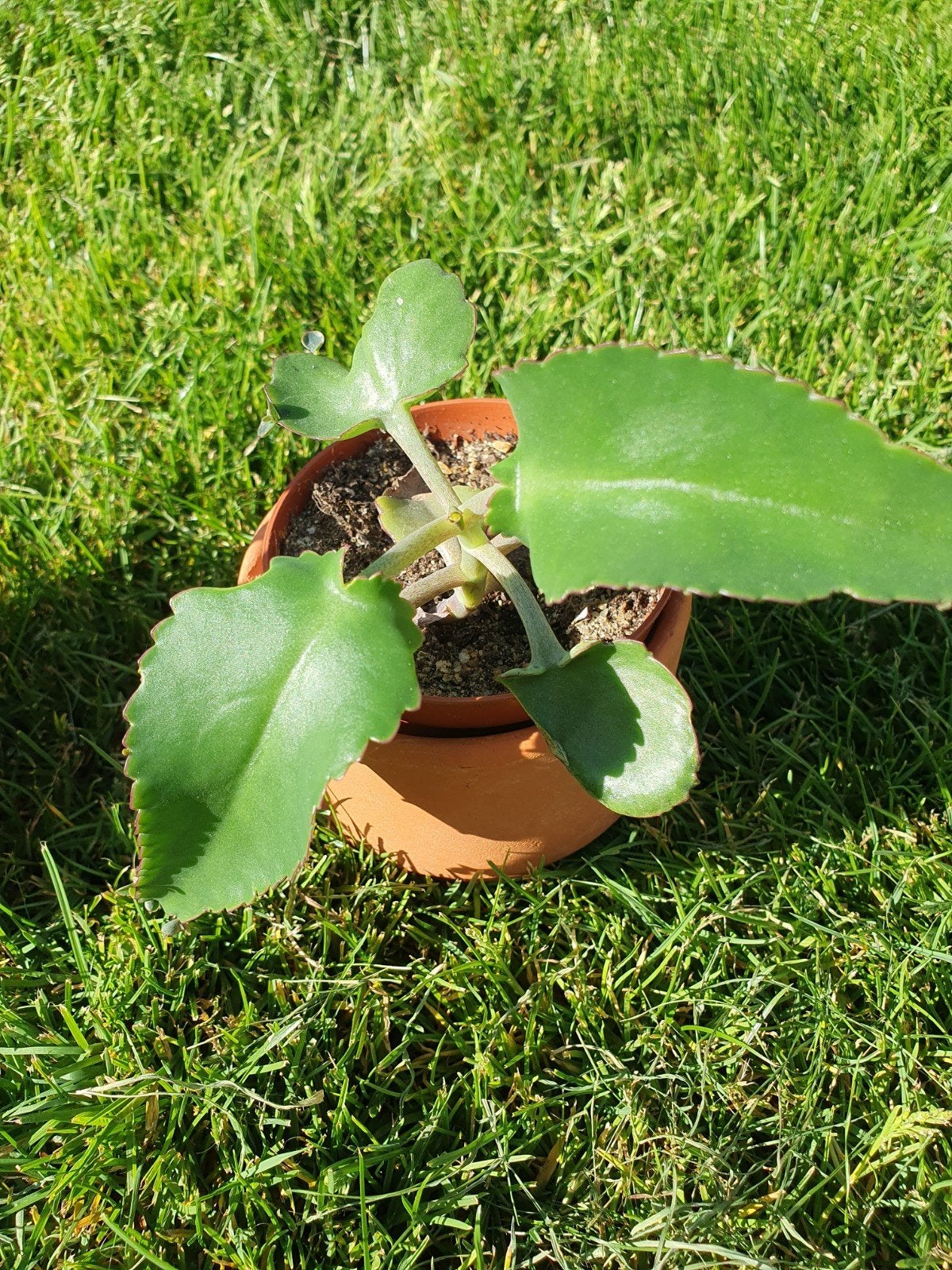 Kalanchoe laetivirens stekjes (Mother of Thousands), Ophalen of Verzenden