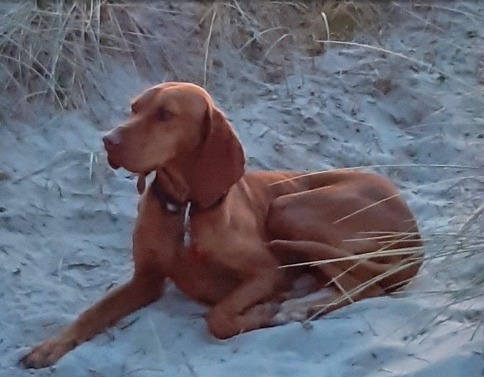 Puppy’s zonder stamboom, moeder is voor de helft Vizsla., Dieren en Toebehoren, Parvo, Overige rassen, 8 tot 15 weken, Meerdere