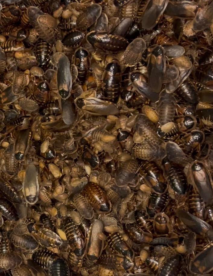 Voedzame Blaptica dubia kakkerlakken in kleine formaten, Dieren en Toebehoren, 0 tot 2 jaar