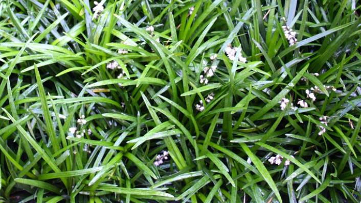 Ophiopogon japonicus Slangenbaard bodembedekker, Bodembedekkers, Vaste plant, Ophalen of Verzenden, Halfschaduw