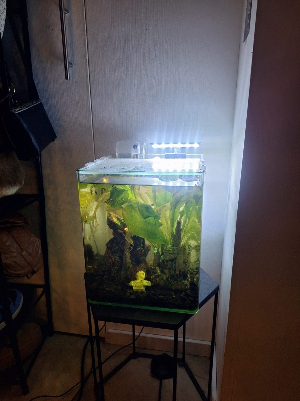 Nano aquarium compleet met guppen kweekgroep, Ophalen, Gevuld zoetwateraquarium