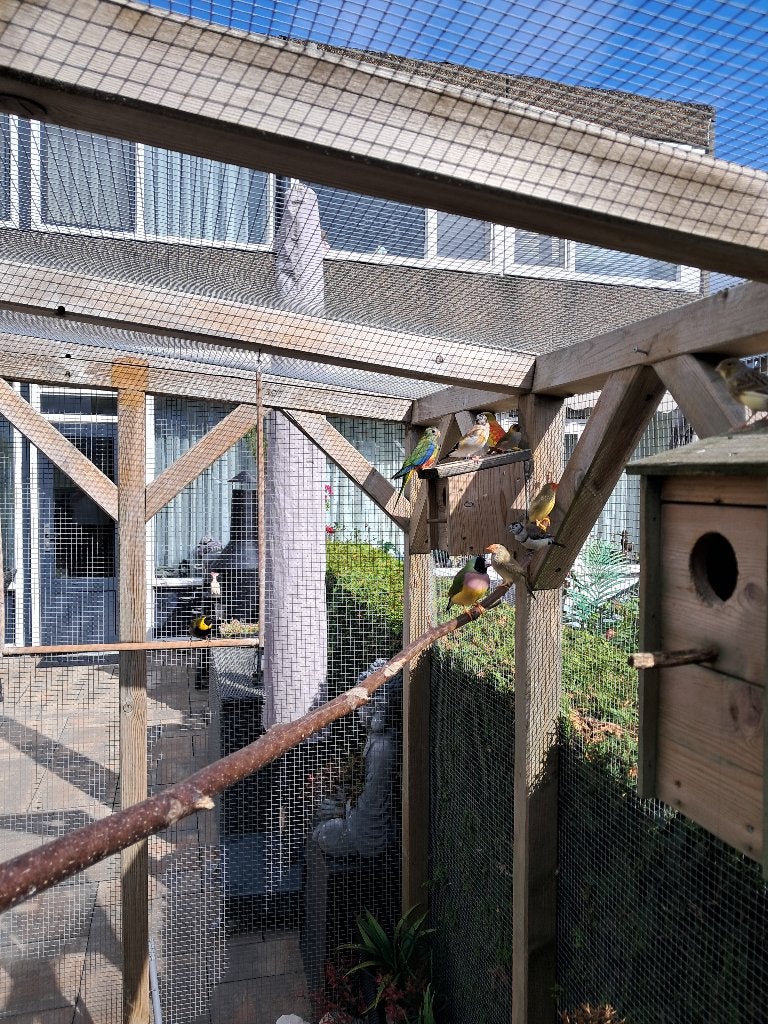 turquoisine parkiet, Dieren en Toebehoren, Vrouwelijk, Parkiet