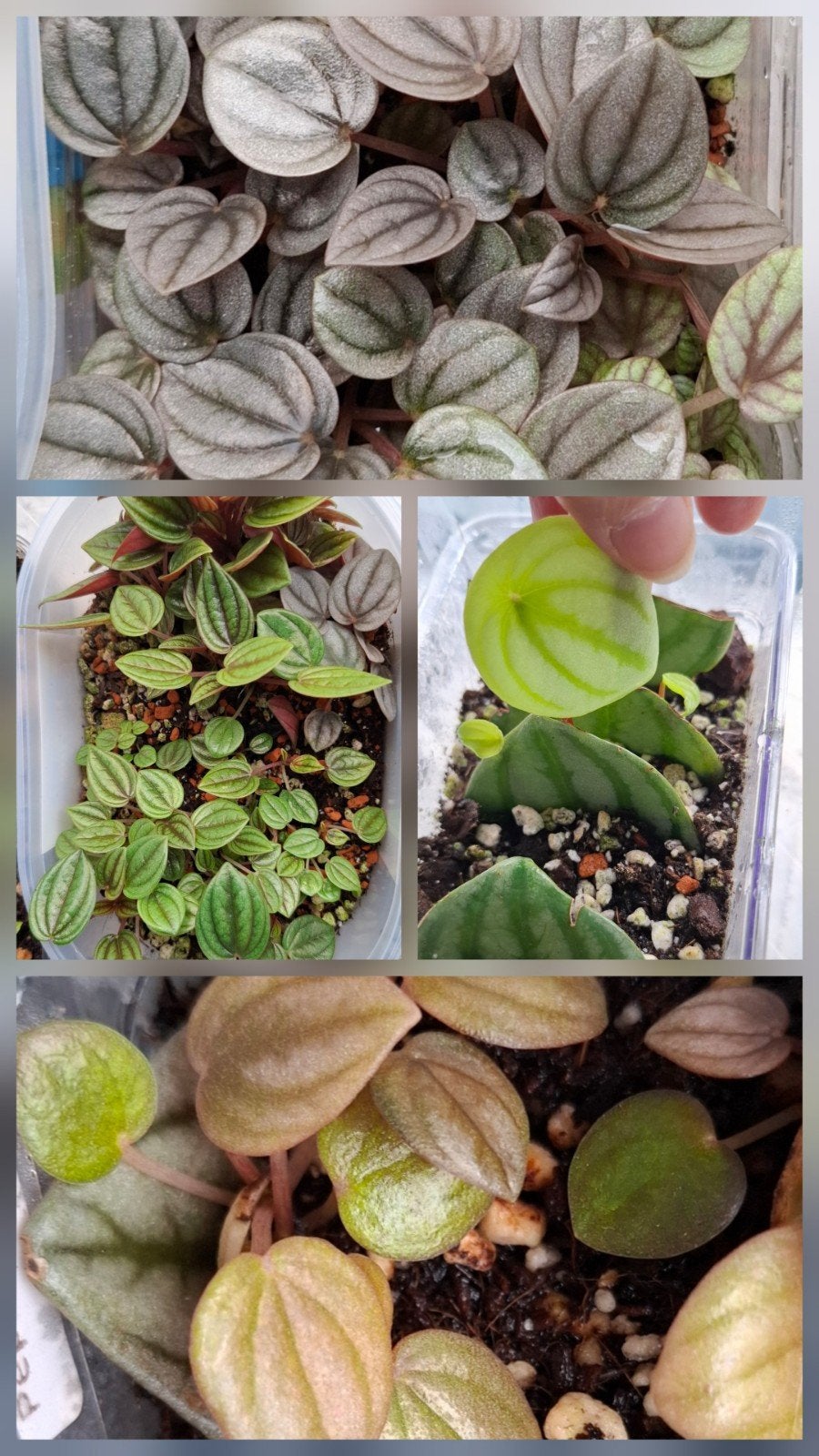 Peperomia stekjes kleine plantjes, Overige soorten, Minder dan 100 cm, Groene kamerplant, Halfschaduw