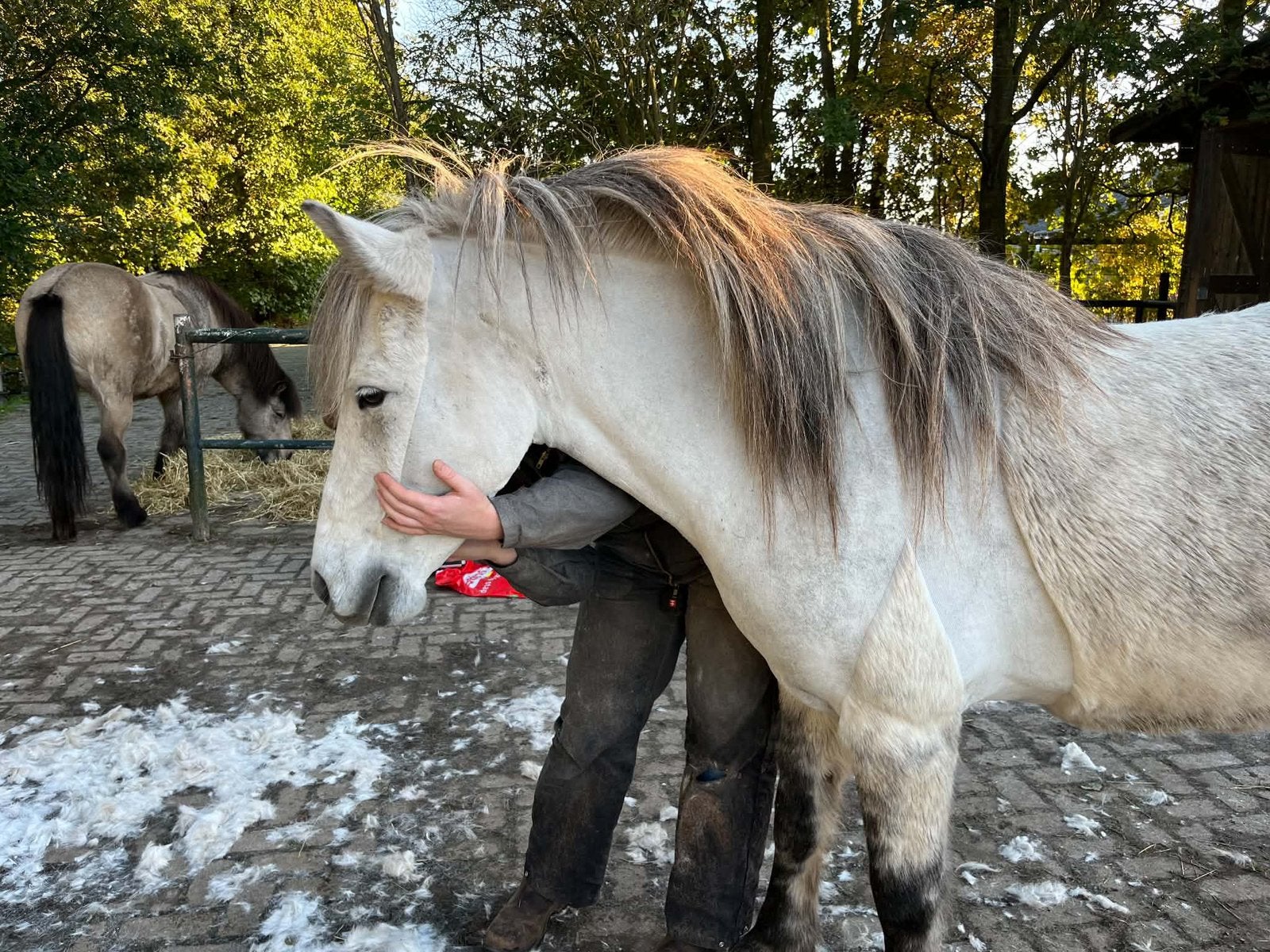 Paarden & Pony’s scheren