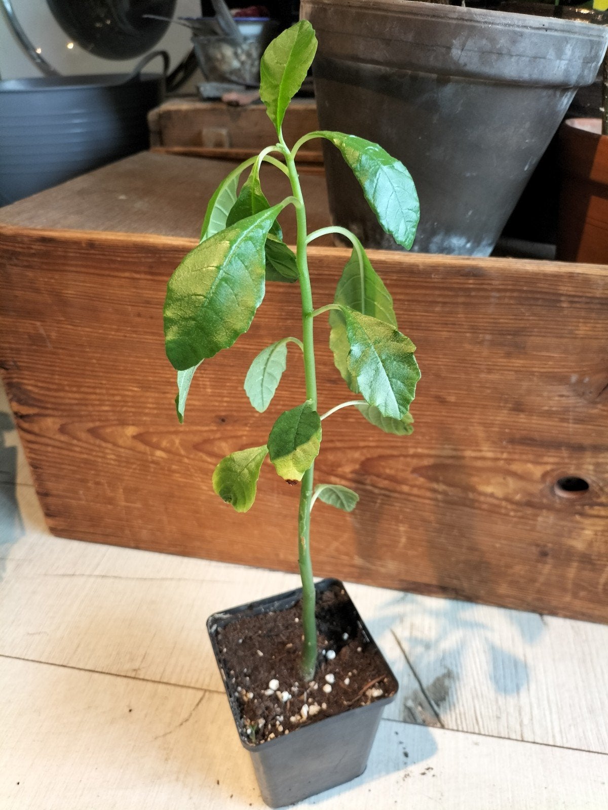 Dorstenia hildebrandtii, Ophalen of Verzenden