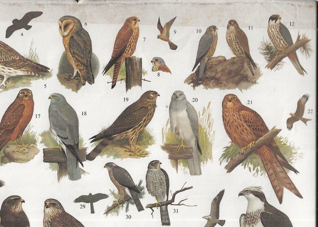 Uilen en Roofvogels Ned Vereniging Bescherming Vogels 30-12c, Verzamelen, Ophalen of Verzenden, 1920 tot 1940, Ongelopen, Noord-Holland