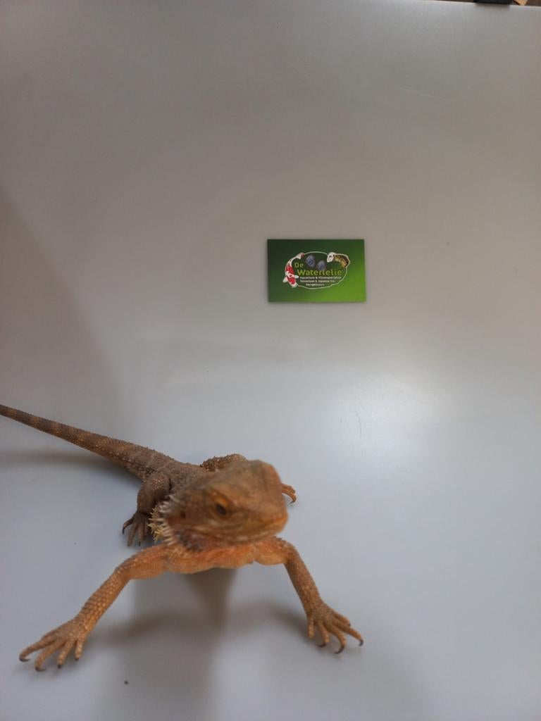 Baardagaam Bearded Dragon - unknown for sale from De Waterlelie BV