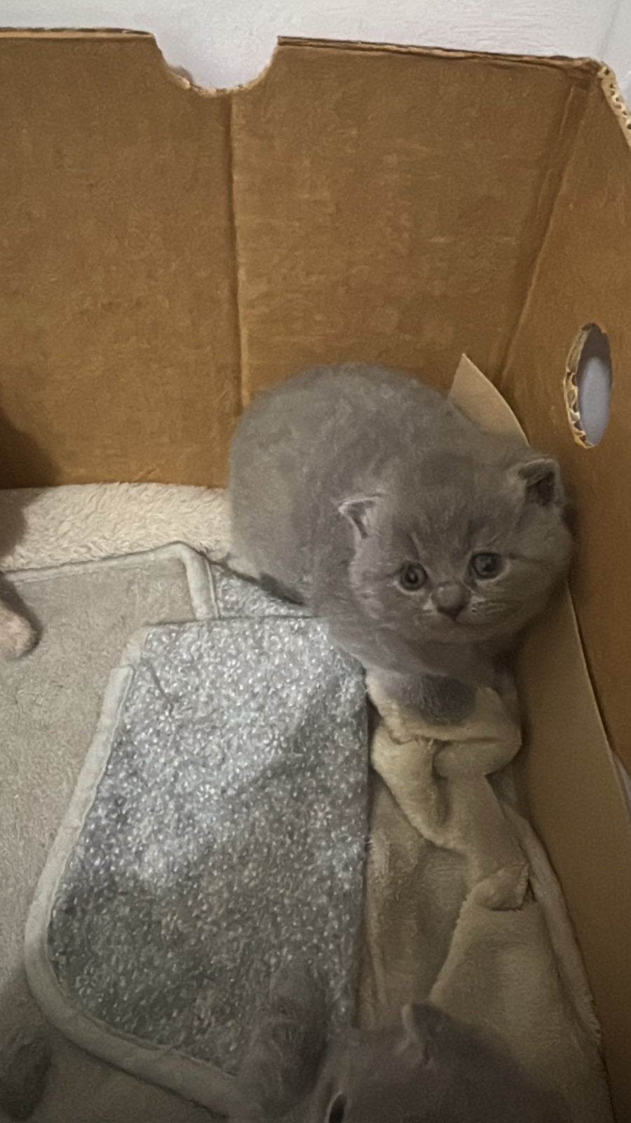 Katten, Kater