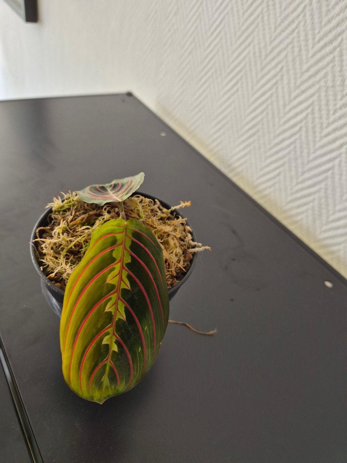 Calathea - Prachtige Woonplant, Overige soorten, Vaste plant, Ophalen of Verzenden, Bloeit niet