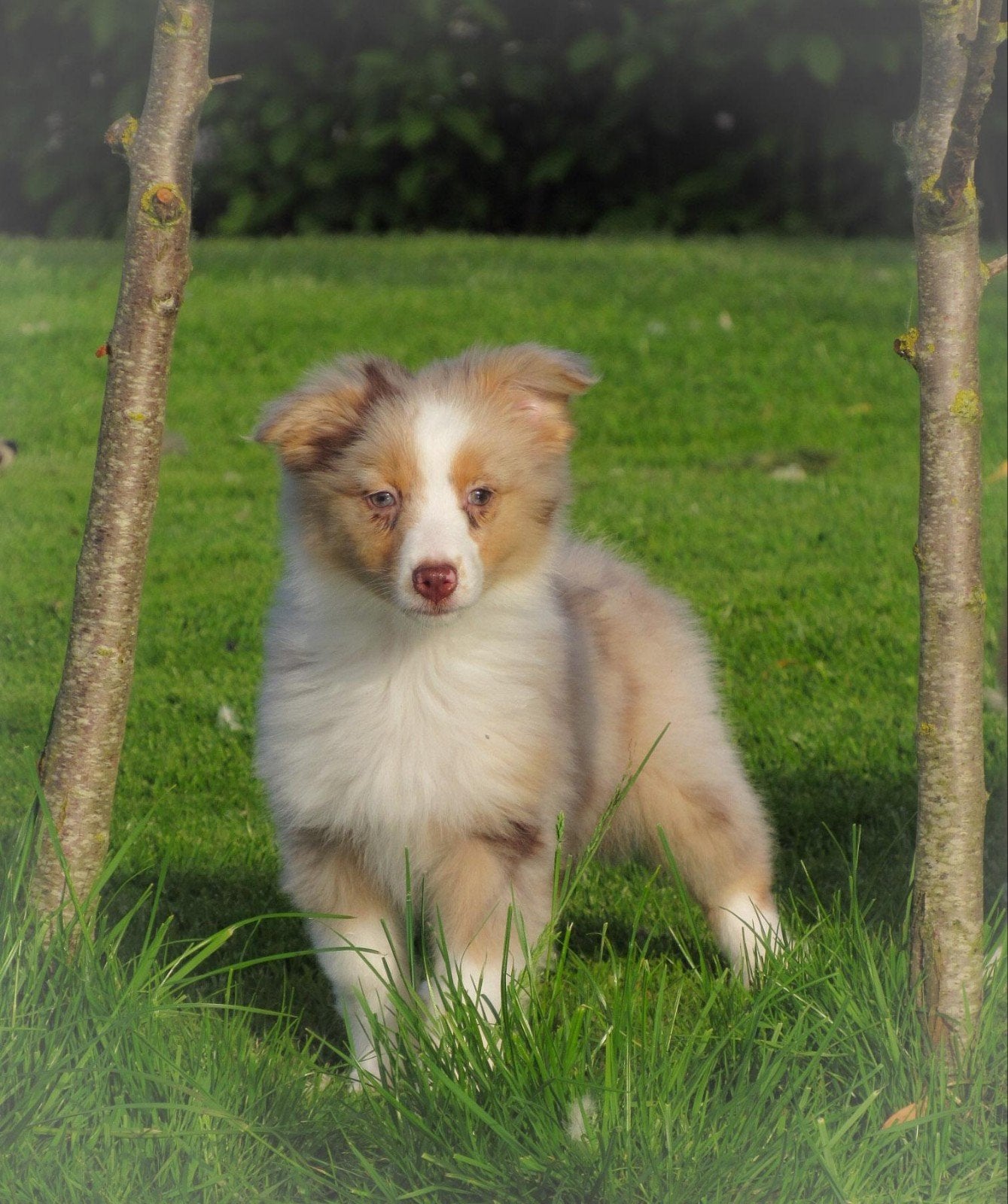 Lieve raszuivere Australian Shepherd pups zoeken baasjes, Dieren en Toebehoren, Honden | Herdershonden en Veedrijvers, Parvo, Overige rassen