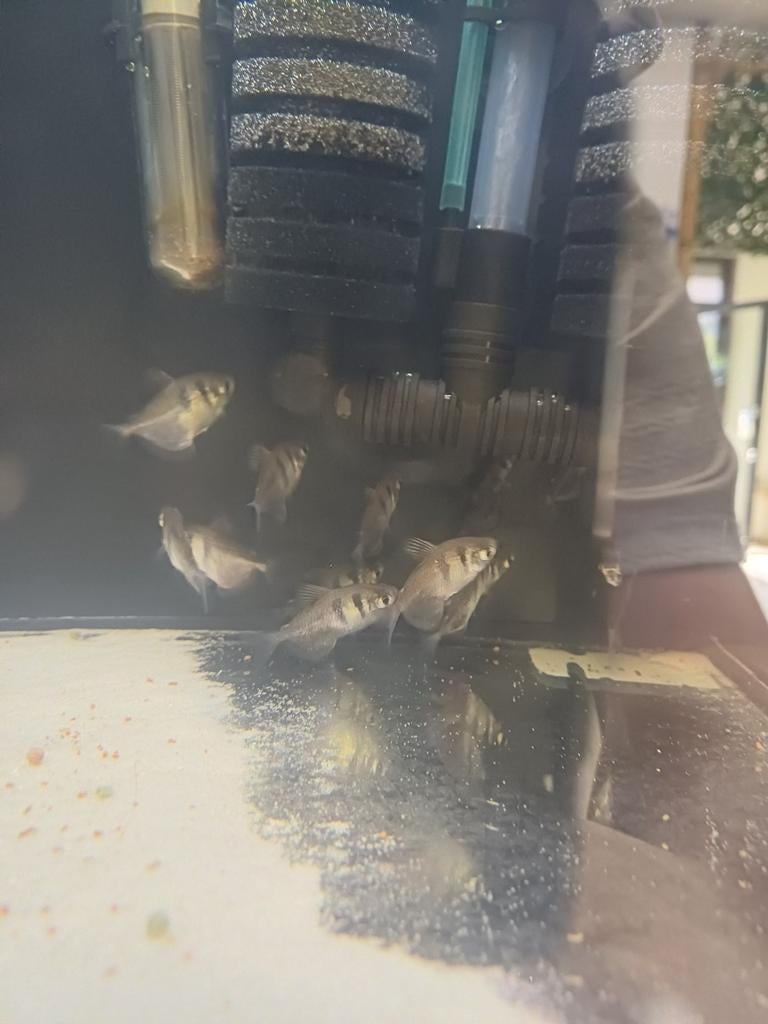 Zwarte tetras, Ophalen of Verzenden, Minder dan 10 meter