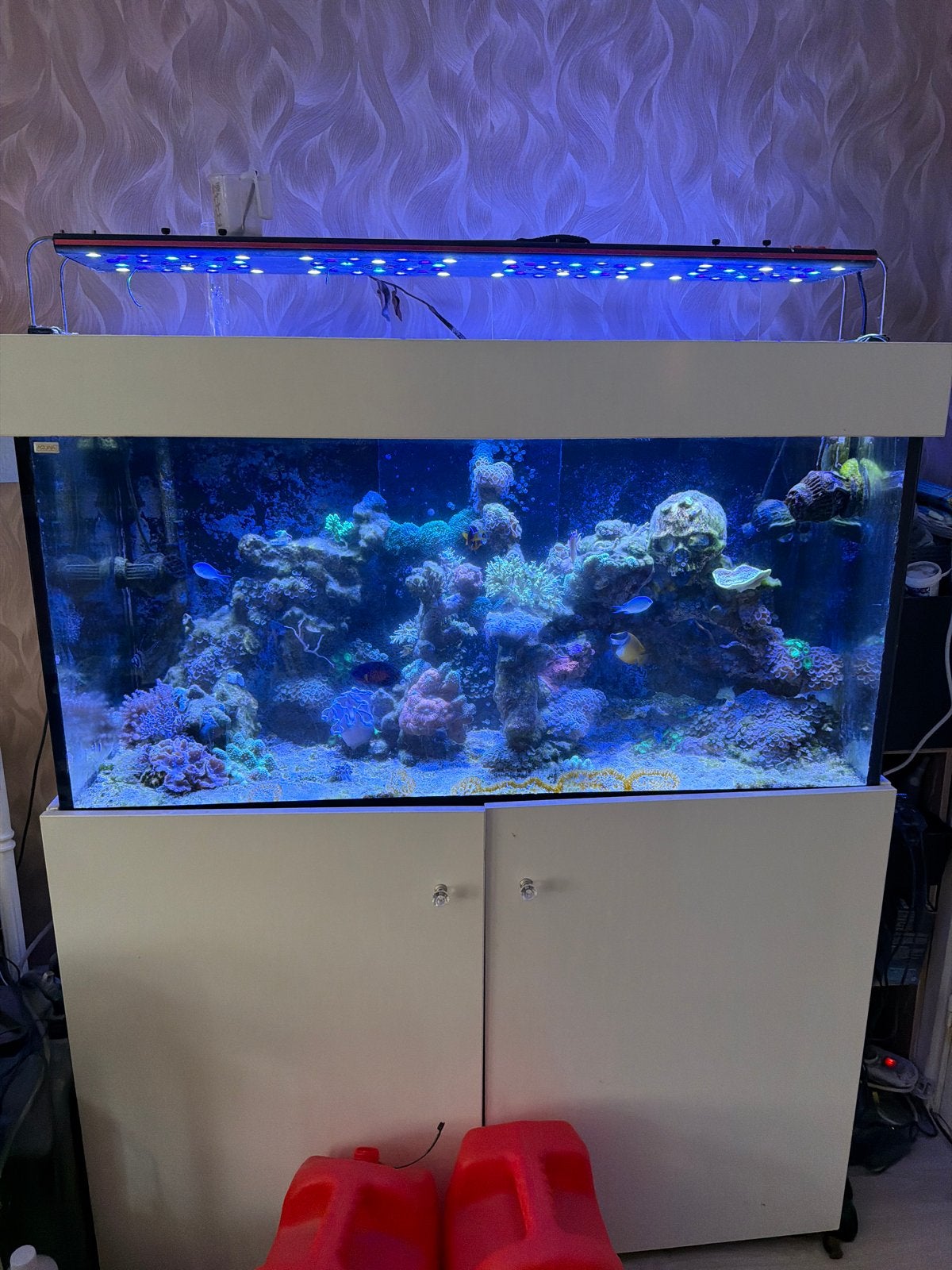 Compleet zeeaquarium, Dieren en Toebehoren, Ophalen, Gevuld zeewateraquarium