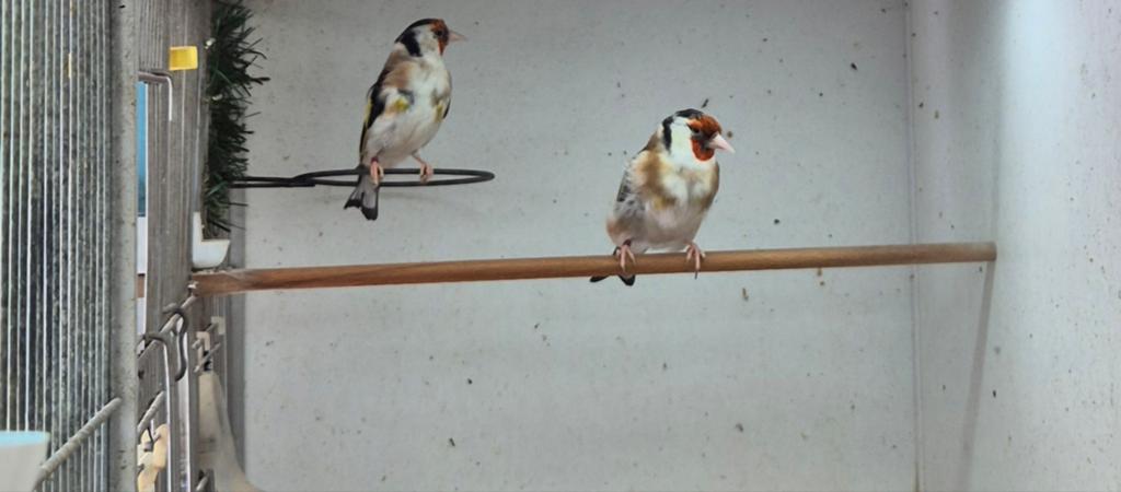 Mooi koppel putters, Dieren en Toebehoren, Meerdere dieren, Wildzangvogel, Geringd