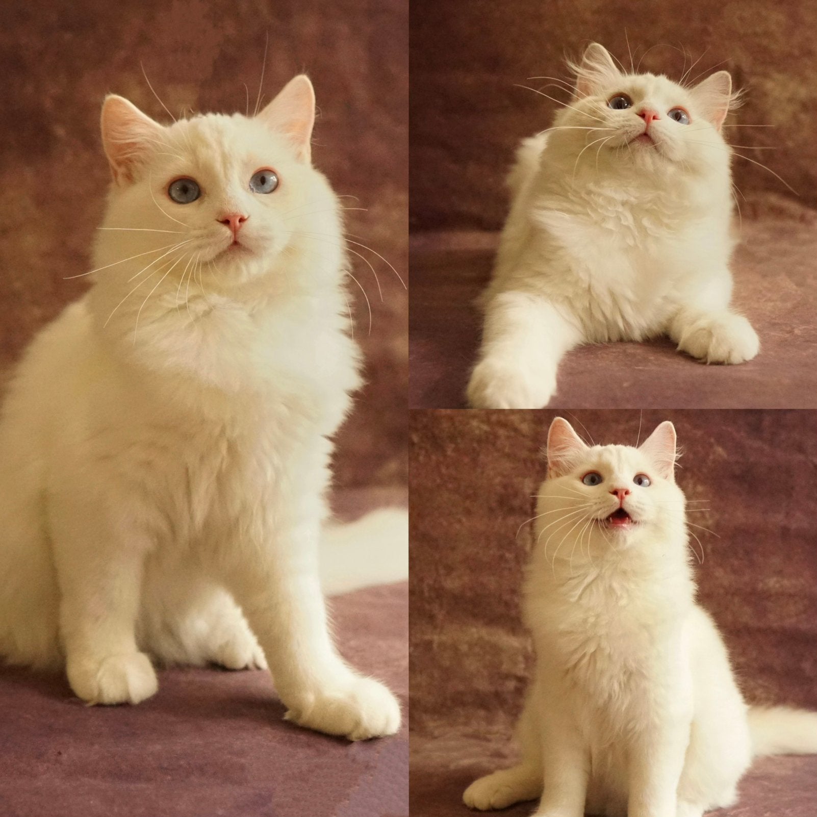 Prachtige en unieke Ragdoll kittens met stamboom, Meerdere dieren, Met stamboom, 0 tot 2 jaar