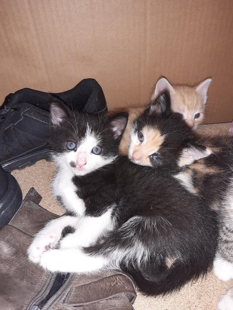 kitten poesje zwart wit, Poes, Kortharig, 0 tot 2 jaar