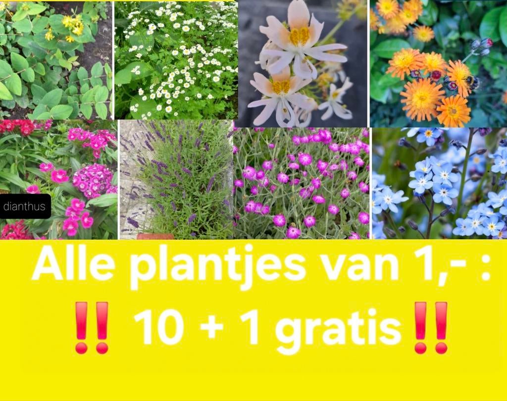 ‼️Jonge (vaste) plantjes 1,- per stuk, 10 + 1 gratis‼️, Ophalen, Eenjarig, Overige soorten, Volle zon