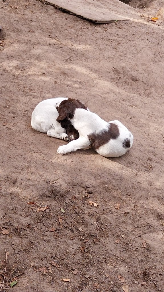 Heidewachtel pups, België, Overige rassen, 8 tot 15 weken, Parvo