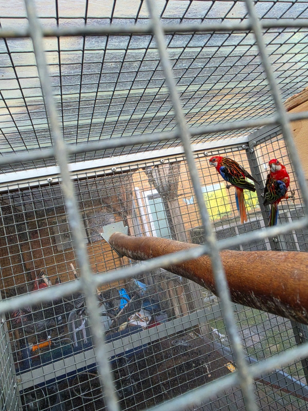 pracht rosella, Meerdere dieren, Parkiet, Geringd